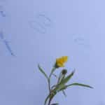 IMG_7836-150x150.jpeg