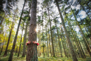Un enfant tient un arbre